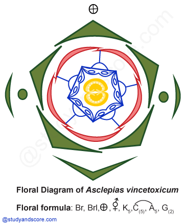 Floral diagram, Asclepiadeceae, Asclepias, floral formula